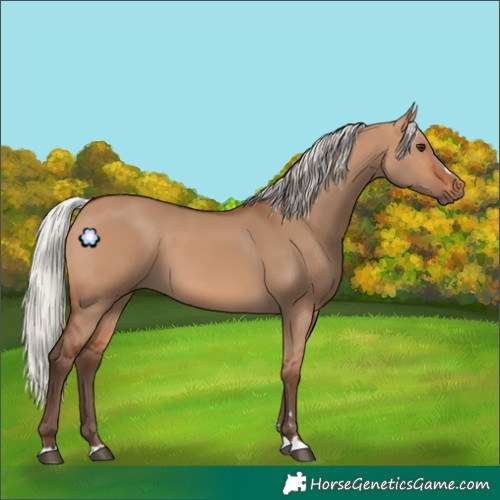 Horse Color:Silver Bay Dun 