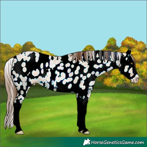 Horse Color:Liver Red Dun Pearl Sabino Splash Appaloosa 