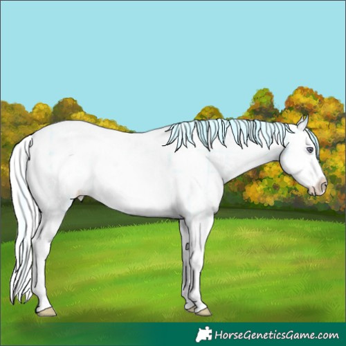 Horse Color:Plaid  Liver Chestnut Chinchilla Pearl Sabino Splash Appaloosa 