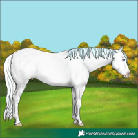 Horse Color:Plaid  Liver Chestnut Chinchilla Pearl Sabino Splash Appaloosa 