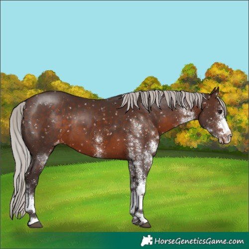 Horse Color:White Spotted Silver Brown Appaloosa