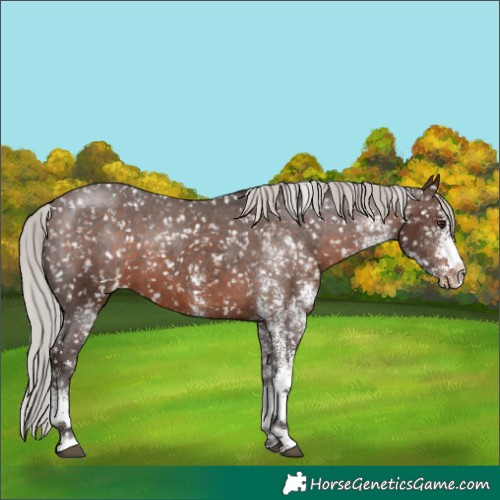 Horse Color:White Spotted Silver Brown Appaloosa