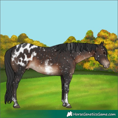 Horse Color:Brown Sabino Tobiano Appaloosa 