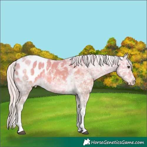 Horse Color:Watercolor Chocolate Palomino Dun Tobiano Appaloosa Rabicano 