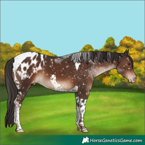 Horse Color:Liver Chestnut Tobiano Appaloosa