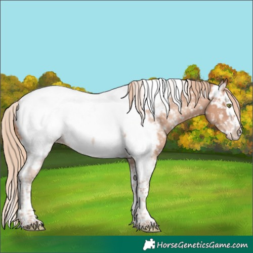 Horse Color:Gold Champagne Splash Tobiano Appaloosa