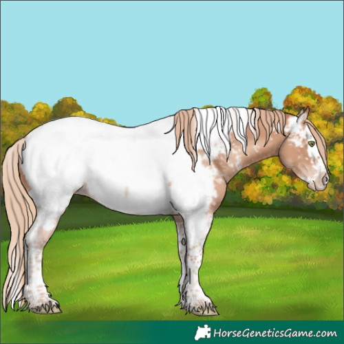 Horse Color:Gold Champagne Splash Tobiano Appaloosa 
