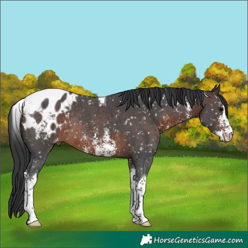 Horse Color:Brown Sabino Tobiano Appaloosa Rabicano 