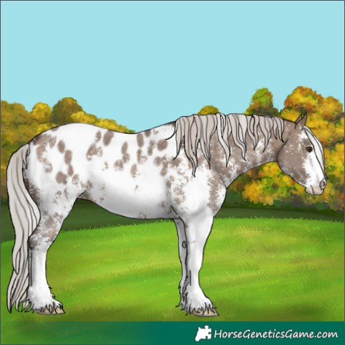 Horse Color:Silver Brown Dun Sabino Appaloosa 