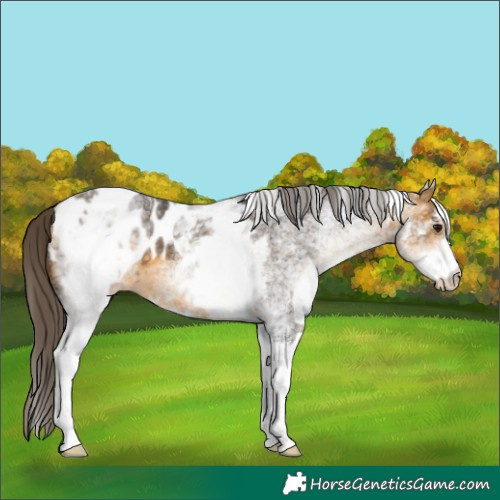 Horse Color:White Spotted Buckskin Blanket 