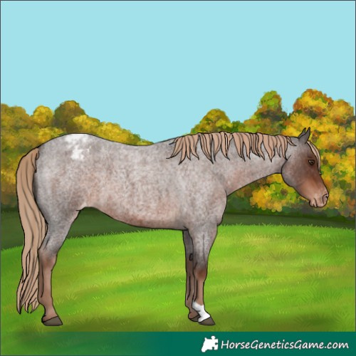Horse Color:Liver Red Roan Varnish 