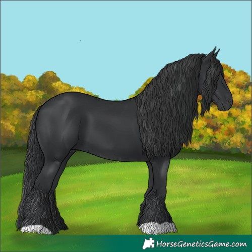 Horse Color:Black 
