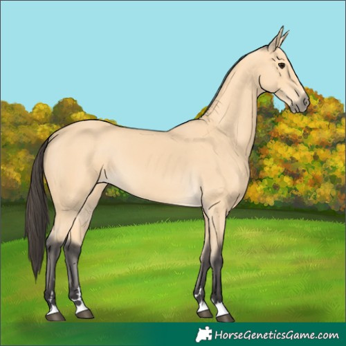 Horse Color:Buckskin 