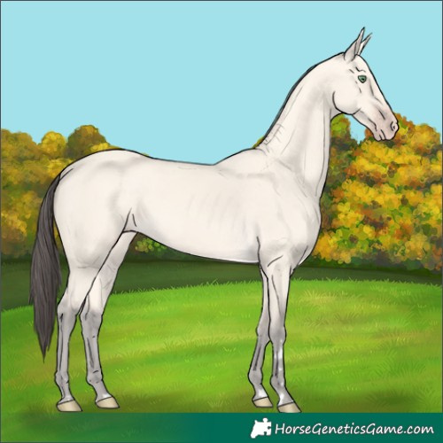 Horse Color:Amber Cream Champagne 