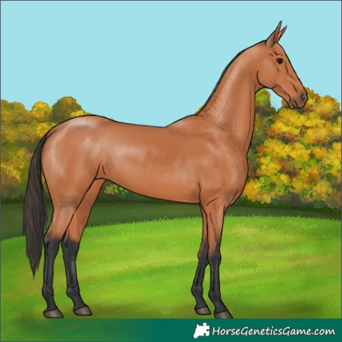 Horse Color:Bay 
