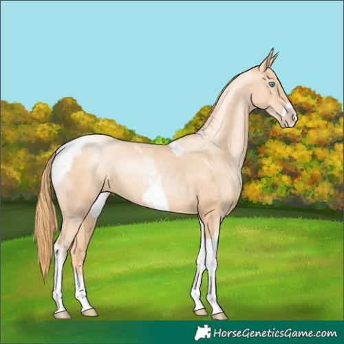Horse Color:Gold Champagne Pearl Tobiano Frame 