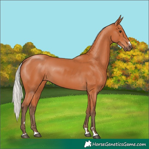 Horse Color:Silver Bay