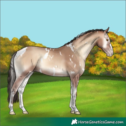 Horse Color:White Spotted Amber Champagne Onyx 