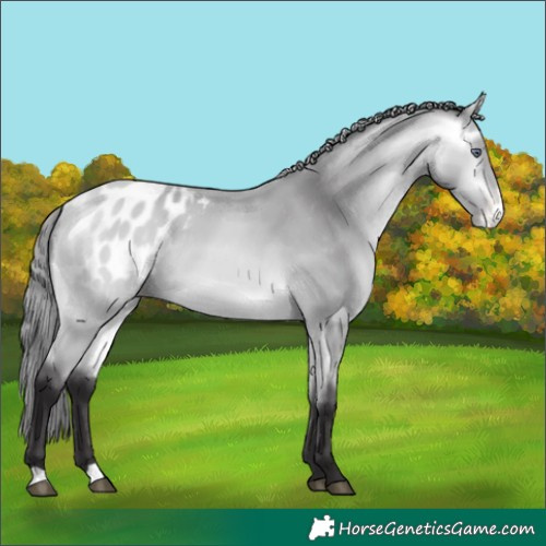 Horse Color:Buckskin Chinchilla Appaloosa 