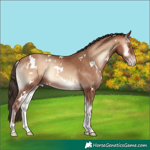 Horse Color:White Spotted Sable Champagne Onyx 