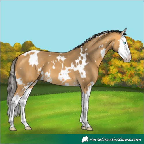 Horse Color:White Spotted Buckskin Splash