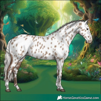 Horse Color:Silver Grullo Tobiano Appaloosa