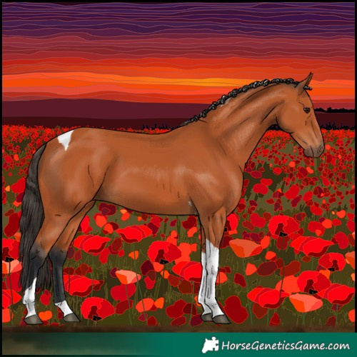 Horse Color:Bay Tobiano 