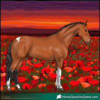 Horse Color:Bay Tobiano 