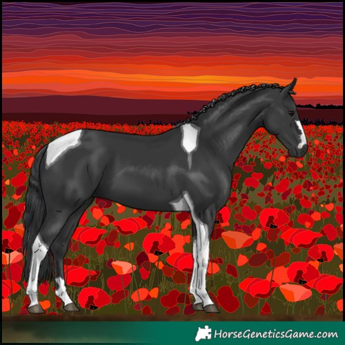 Horse Color:Black Tobiano 