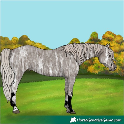 Horse Color:Silver Black Ice Sabino Tobiano Rabicano