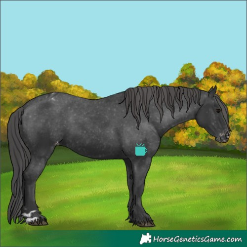 Horse Color:Black Appaloosa Rabicano 