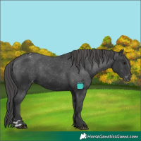 Horse Color:Black Appaloosa Rabicano