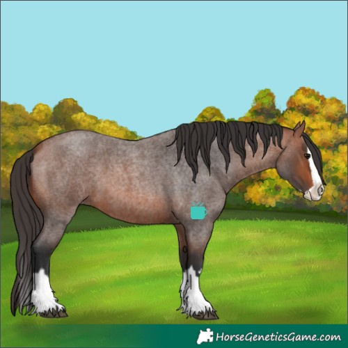 Horse Color:Bay Roan Splash 