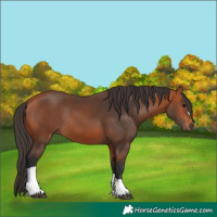 Horse Color:Bay Tobiano Rabicano 