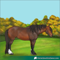 Horse Color:Bay Tobiano Rabicano