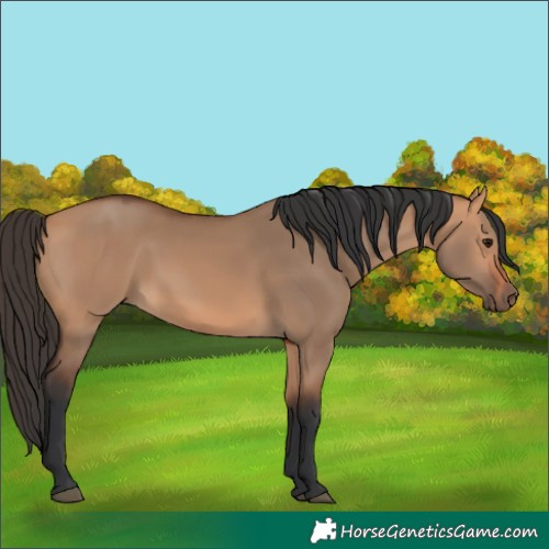 Horse Color:Bay Dun