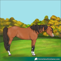 Horse Color:Bay 