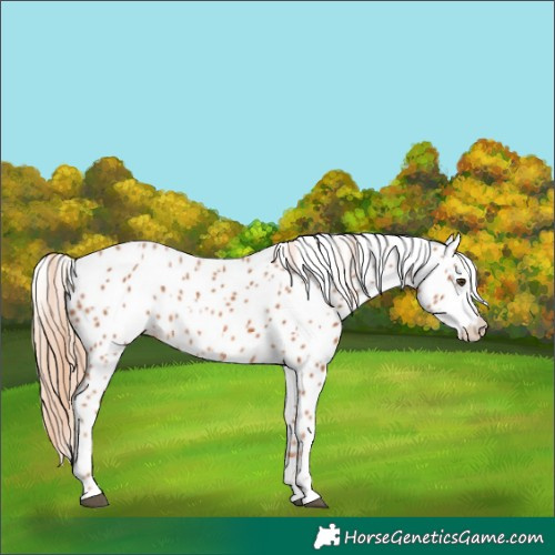 Horse Color:Chestnut Appaloosa 