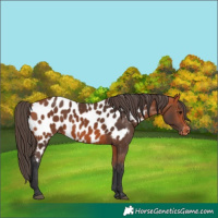 Horse Color:Bay Appaloosa 