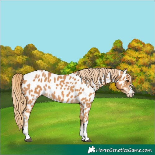 Horse Color:Chestnut Appaloosa