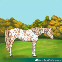 Horse Color:Chestnut Appaloosa