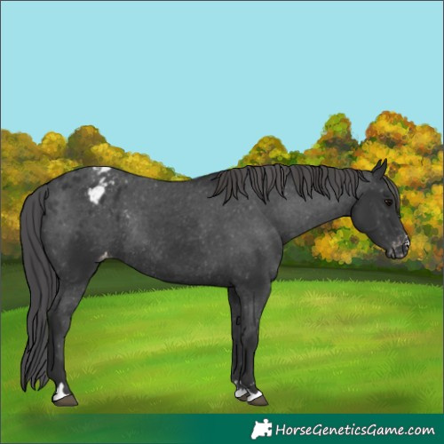 Horse Color:Black Appaloosa Rabicano 