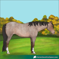 Horse Color:Sable Champagne Roan 