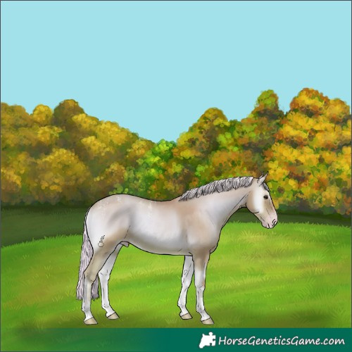 Horse Color:Powder White Watercolor Silver Classic Champagne Onyx Tobiano 