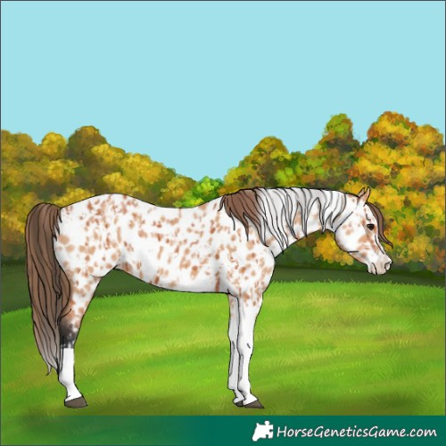 Horse Color:Bay Splash Tobiano Appaloosa  and Bay Dun Splash Tobiano Appaloosa 