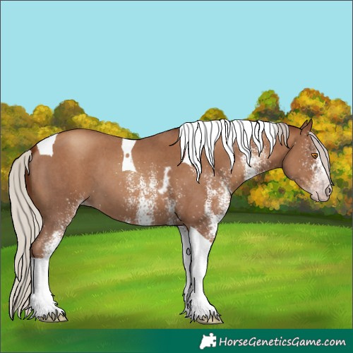 Horse Color:Gray White Spotted Silver Classic Champagne Tobiano Skewed LP Spotted