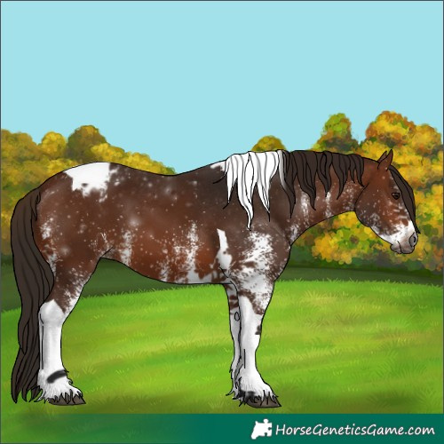 Horse Color:Gray White Spotted Bay Tobiano Appaloosa 