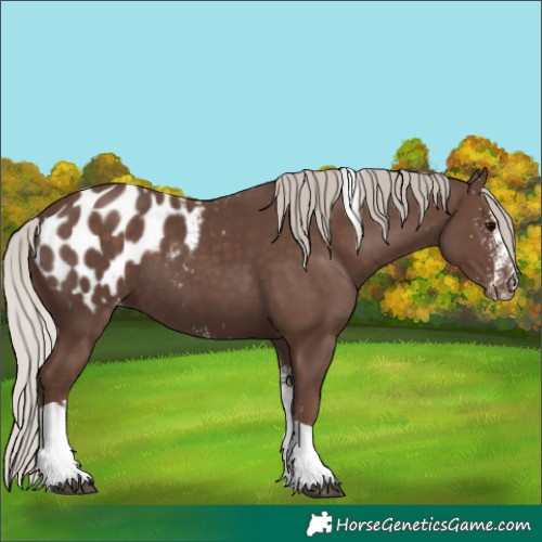 Horse Color:White Spotted Silver Black Tobiano Appaloosa 