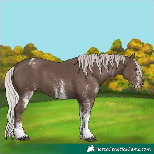 Horse Color:White Spotted Silver Black Tobiano Blanket 