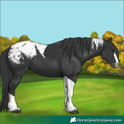 Horse Color:Black Tobiano Appaloosa